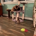 Mahi, Savannah, F-5SBT Male DOB 7-6-20