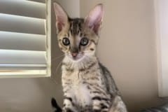 Zazu F-5SBT Male # 2 DOB 7-6-20