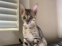 Zazu F-5SBT Male # 2 DOB 7-6-20