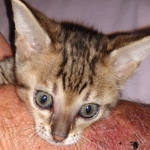 Zazu, Savannah, F-5SBT, Male, DOB 7-6-20