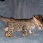 Zazu, Savannah, F-5SBT, Male, DOB 7-6-20