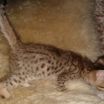 Zazu, Savannah, F-5SBT, Male, DOB 7-6-20