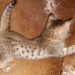 Zazu, Savannah, F-5SBT, Male, DOB 7-6-20