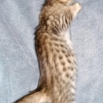 Zazu, Savannah, F-5SBT, Male, DOB 7-6-20