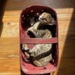 Zazu, Savannah, F-5SBT, Male, DOB 7-6-20