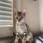 Zazu, Savannah, F-5SBT, Male, DOB 7-6-20