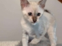Mazi Savannah F-5SBT Snow Female DOB 5-1-21