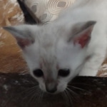 Savannah kitten F-5SBT Snow Female DOB 5-1-21