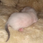 Savannah kitten F-5SBT Snow Female DOB 5-1-21