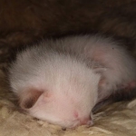 Savannah kitten F-5SBT Snow Female DOB 5-1-21