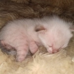 Savannah kitten F-5SBT Snow Female DOB 5-1-21