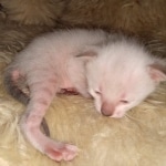 Savannah kitten F-5SBT Snow Female DOB 5-1-21