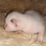 Savannah kitten F-5SBT Snow Female DOB 5-1-21