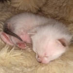 Savannah kitten F-5SBT Snow Female DOB 5-1-21