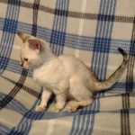 Savannah kitten F-5SBT Snow Female DOB 5-1-21