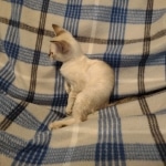 Savannah kitten F-5SBT Snow Female DOB 5-1-216