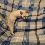 Savannah kitten F-5SBT Snow Female DOB 5-1-21