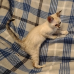 Savannah kitten F-5SBT Snow Female DOB 5-1-21