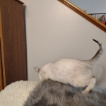 Savannah kitten F-5SBT Snow Female DOB 5-1-21