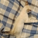 Savannah kitten F-5SBT Snow Female DOB 5-1-21