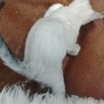 Savannah kitten F-5SBT Snow Female DOB 5-1-21