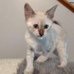 Savannah kitten F-5SBT Snow Female DOB 5-1-21