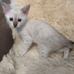 Savannah kitten F-5SBT Snow Female DOB 5-1-21