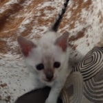 Savannah kitten F-5SBT Snow Female DOB 5-1-21