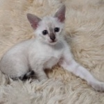 Savannah kitten F-5SBT Snow Female DOB 5-1-21