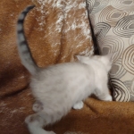 Savannah kitten F-5SBT Snow Female DOB 5-1-21