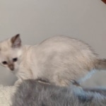 Savannah kitten F-5SBT Snow Female DOB 5-1-21