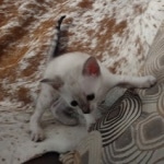 Savannah kitten F-5SBT Snow Female DOB 5-1-21