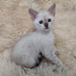 Savannah kitten F-5SBT Snow Female DOB 5-1-21