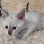 Savannah kitten F-5SBT Snow Female DOB 5-1-21