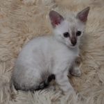 Savannah kitten F-5SBT Snow Female DOB 5-1-21