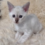 Savannah kitten F-5SBT Snow Female DOB 5-1-21