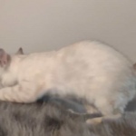 Savannah kitten F-5SBT Snow Female DOB 5-1-21