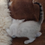 Savannah kitten F-5SBT Snow Female DOB 5-1-21