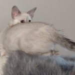 Savannah kitten F-5SBT Snow Female DOB 5-1-21