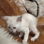 Savannah kitten F-5SBT Snow Female DOB 5-1-21
