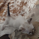 Savannah kitten F-5SBT Snow Female DOB 5-1-21
