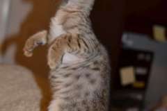 Kiirotaka Savannah F-6 SBT Male BST DOB 4/21/14