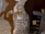 Kiirotaka Savannah F-6 SBT Male BST DOB 4/21/14