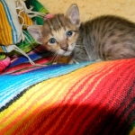 Savannah F-6SBT Male  #2 BST DOB 4-21-14 004-800