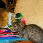 Savannah F-6SBT Male  #2 BST DOB 4-21-14 005-800