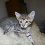 Savannah F-6SBT Male  #2 BST DOB 4-21-14 009-800