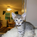 Savannah F-6SBT Male  #2 BST DOB 4-21-14 011-800