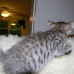 Savannah F-6SBT Male  #2 BST DOB 4-21-14 013-800