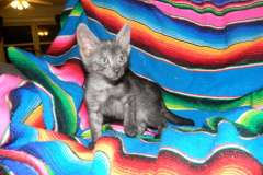 Olivia Savannah F-6 Smoke female DOB 10-15-15