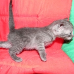 Savannah, smoke, female, dob 10-15-15